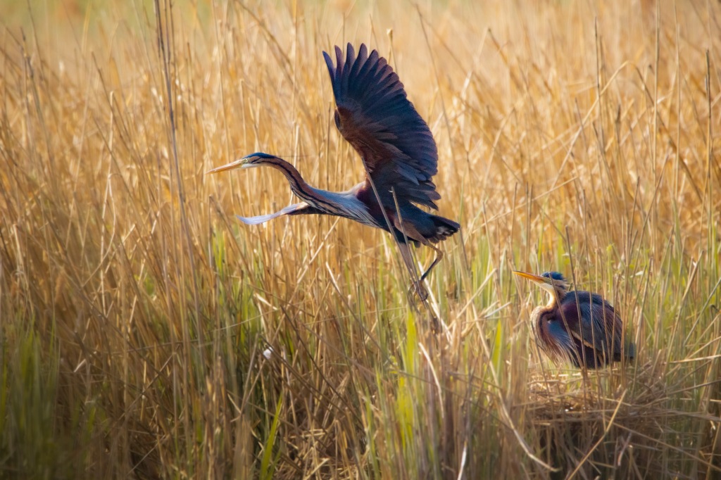 Photographing Purple Herons – in Germany?