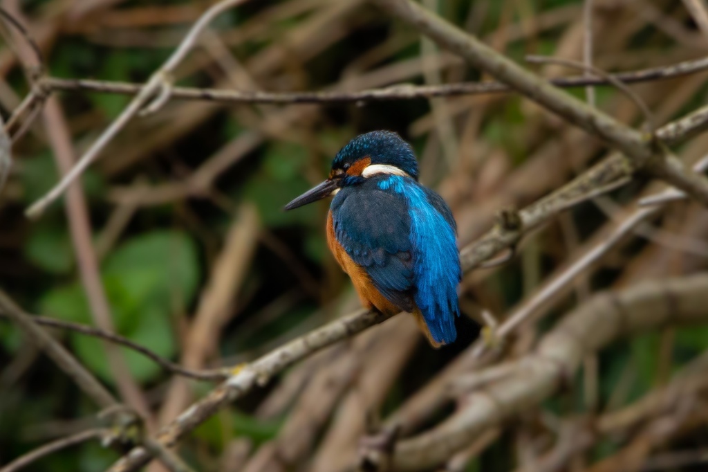 Kingfishers and Relics