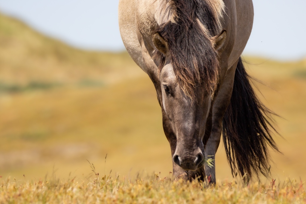 The Wild Horses of the Netherlands